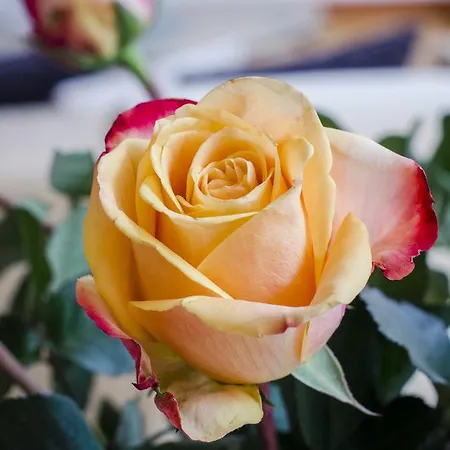 Apartamento Grazbachgasse - Gratis Tiefgaragenplatz Graz