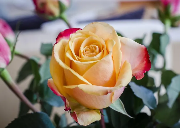 Apartament Grazbachgasse - Gratis Tiefgaragenplatz Graz